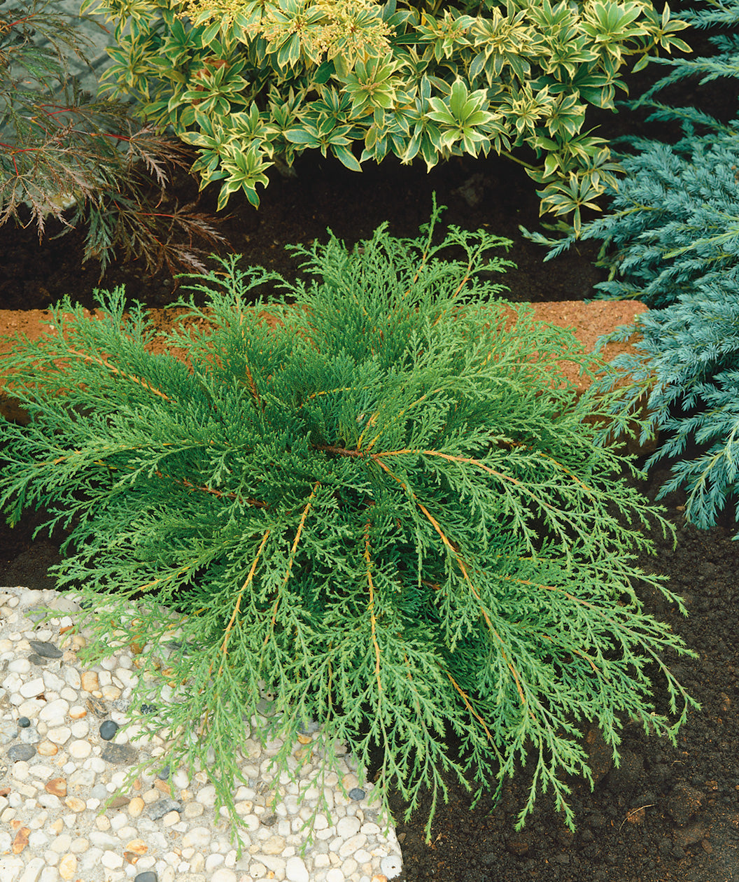 Siberian Cypress planted in a landscape, long branches of lush green evergreen foliage
