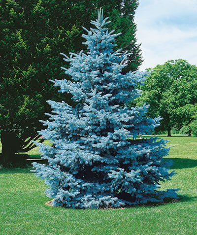 Hoopsii Colorado Spruce planted in a landscape, pyramidal growing evergreen with mostly outright branching covered in short blue-green needle like foliage