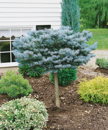 Dwarf Globe Blue Spruce standard, round growing evergreen on a grafted trunk resembling a lollipop consisting of short stiff blue-green needle like foliage