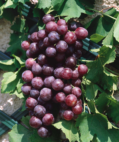 Vanessa Seedless Grape close up, a bunch of round red grapes growing on a vine with dark green leaves