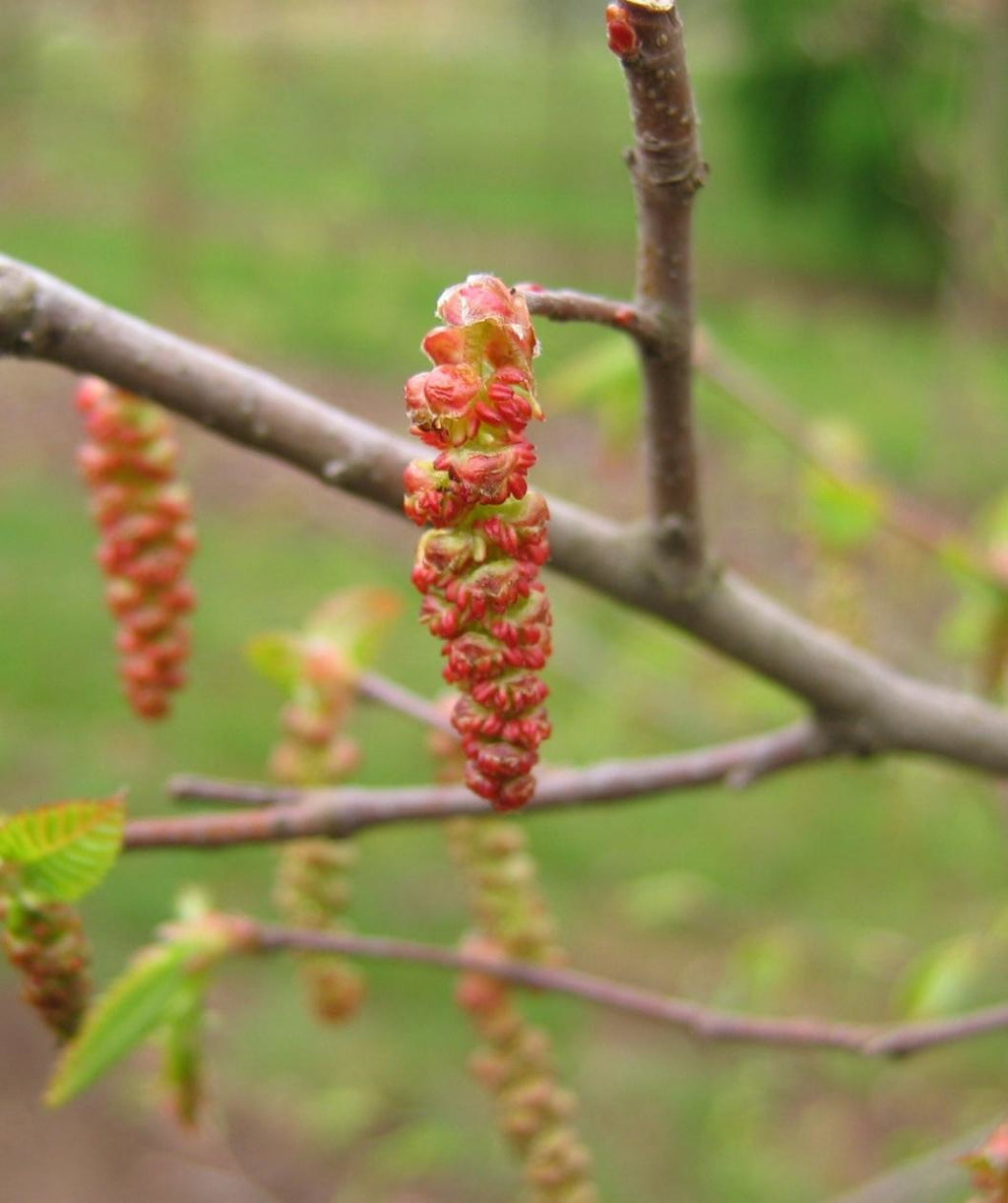 Close up of Native Flame Hornbeam catkin, small cylindrical light green to red petal less flower cluster