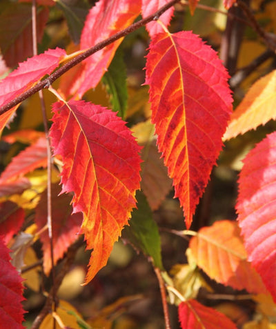 Close up of Native Flame Hornbeam fall leaves, fall colors of orange and red take over the dark green color of these conical shaped serrated leaves