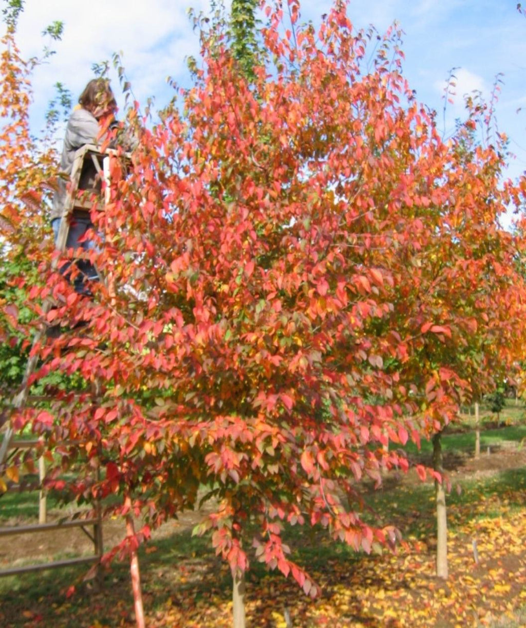 Native Flame Hornbeam growing on a nursery in fall, fall colors of red and orange start to take over the leaves