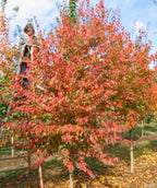 Native Flame Hornbeam growing on a nursery in fall, fall colors of red and orange start to take over the leaves
