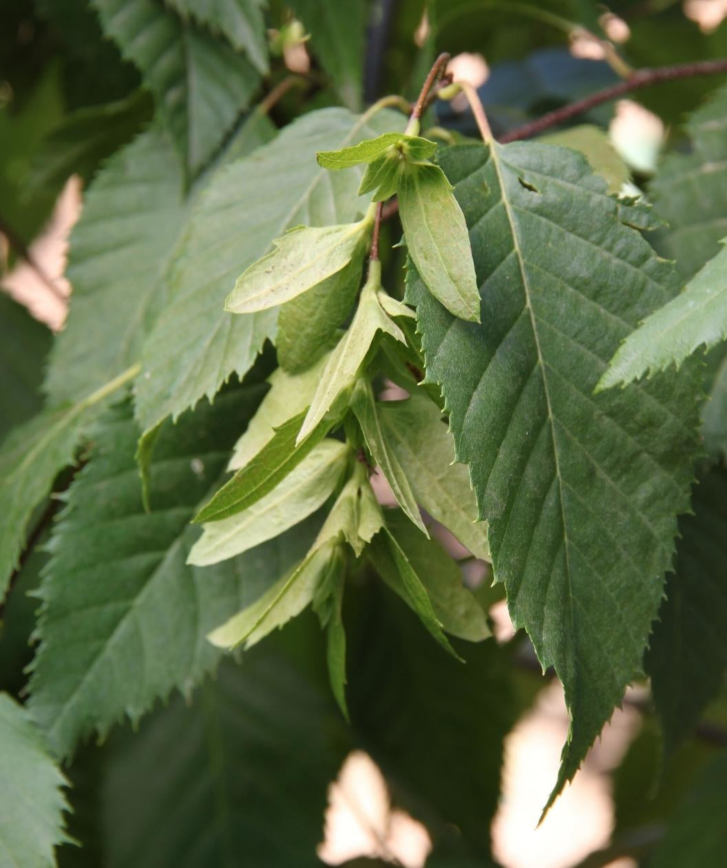 Close up of Native Flame Hornbeam seed pod, light green hop like seed pod