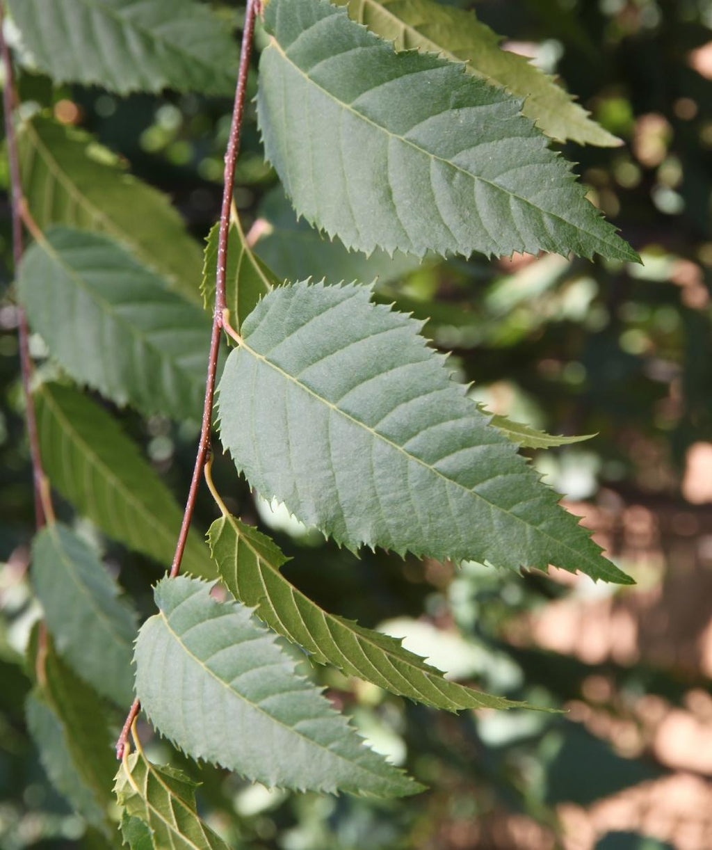 Close up of Native Flame Hornbeam leaves, dark green conical shaped leaves with serrated edges