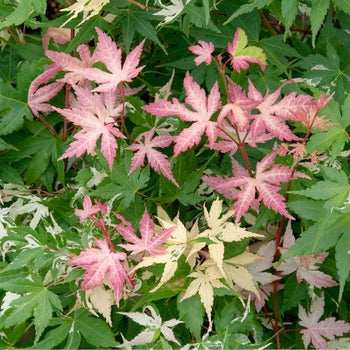 The stunning multi-colored foliage of the Karasugawa Japanese Maple, showing off the white, cream light pink and green variegated foliage