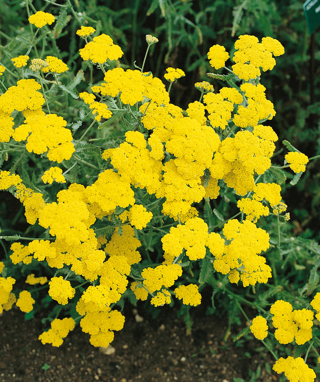 Close up of Moonshine Yarrow flowers, small rounded clusters of small yellow flowers emerging from green foliage