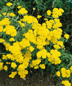 Close up of Moonshine Yarrow flowers, small rounded clusters of small yellow flowers emerging from green foliage