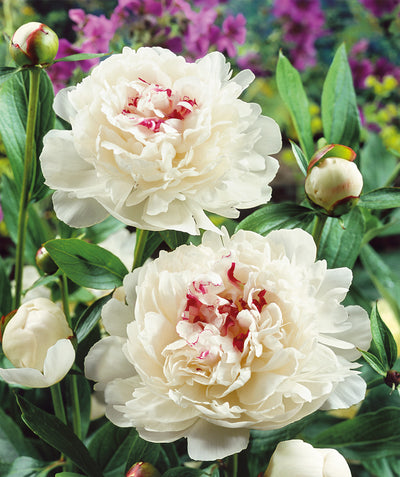 Close up of Festiva Maxima Chinese Peony flowers, large white ruffled flowers with hints of dark pink in the centers emerging from long dark green conical foliage