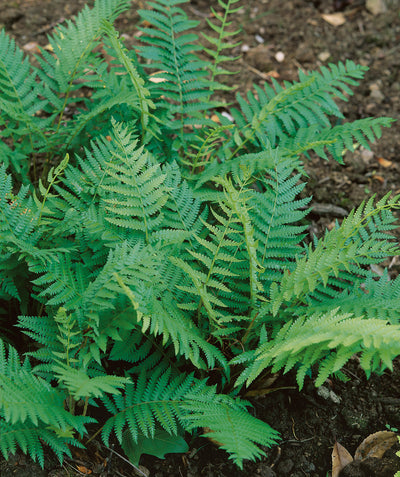 Cinnamon Fern planted in a landscape, long shoots of small green foliage
