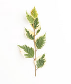 A branch of the Shiloh Splash River Birch showcasing the green inner leaves and creamy white outer edges