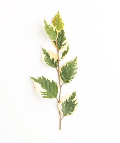 A branch of the Shiloh Splash River Birch showcasing the green inner leaves and creamy white outer edges