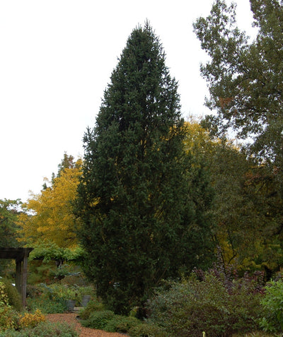 Columnar Norway Spruce planted in a landscape, upright branching with short dark green needles