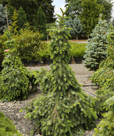 Bruns Weeping Serbian Spruce growing on a nursery, weeping branches of short green to dark green needles