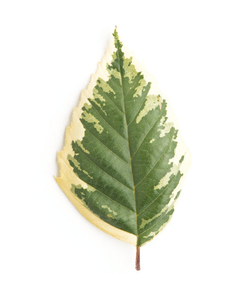 A singular Shiloh Splash River Birch leaf showcasing the green inner leaf and the creamy white outer edges