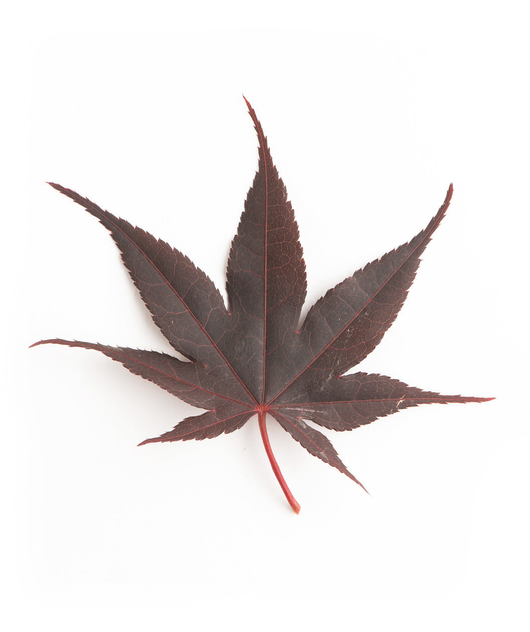 Bloodgood Japanese Maple