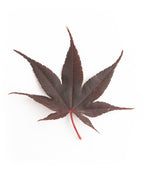 Bloodgood Burgundy Upright Japanese Maple leaf on white, this seven pointed leaf is a dark burgundy color in fall with a red stem