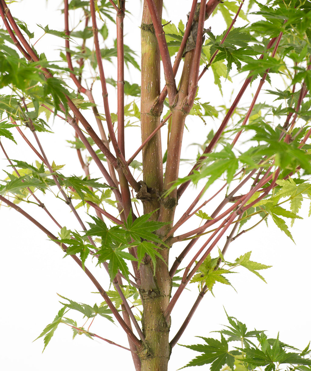 Close up of Coral Bark Japanese Maple branching, mostly upright pinkish red colored branches with green five pointed leaves