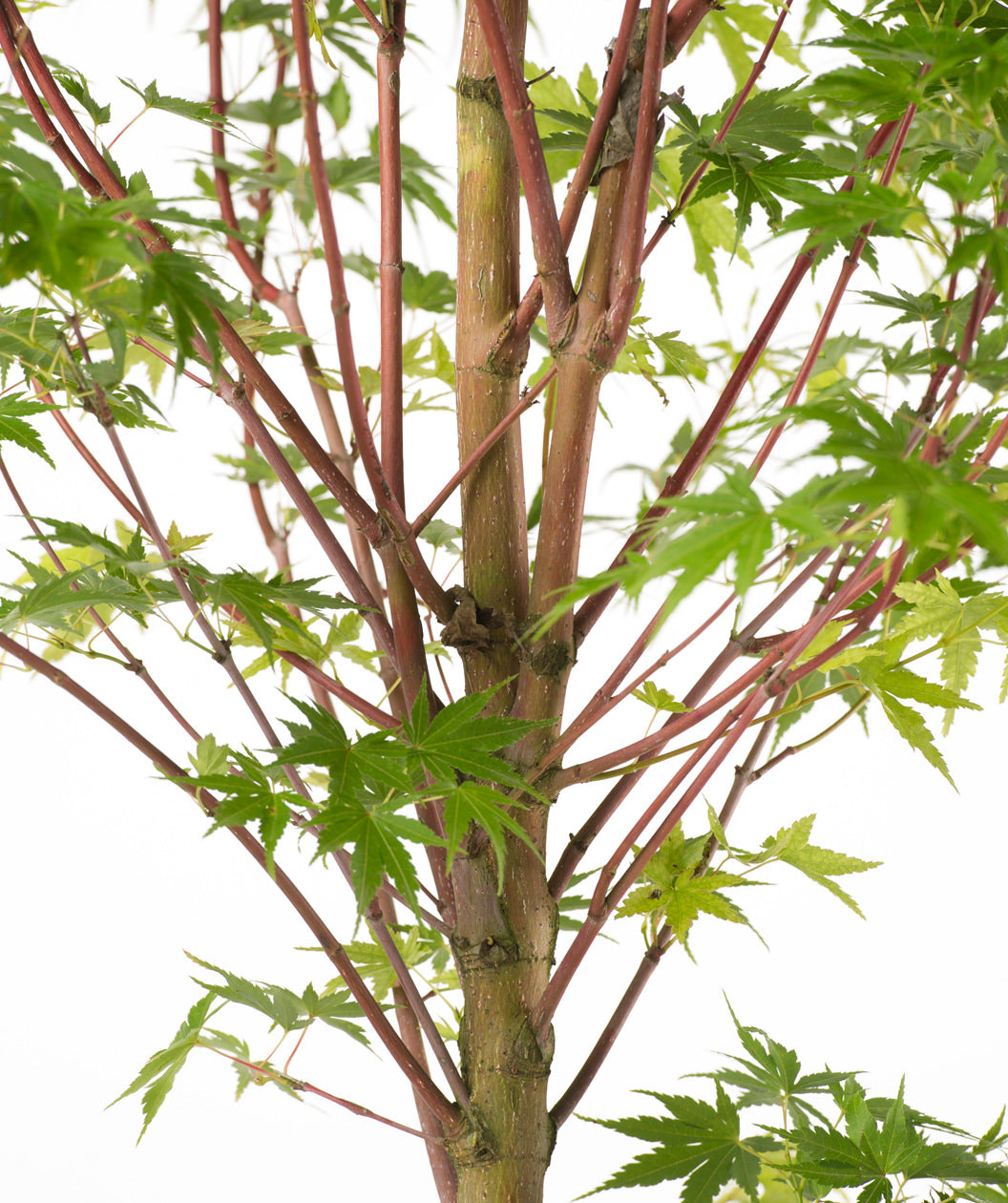 Close up of Coral Bark Japanese Maple branching, mostly upright pinkish red colored branches with green five pointed leaves
