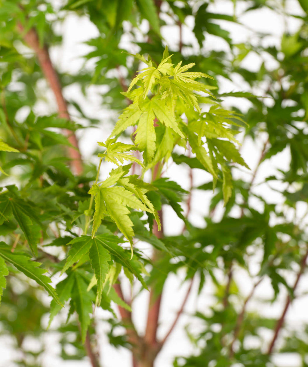 Close up of Coral Bark Japanese Maple leaves, green five pointed leaves with lighter green new growth