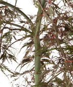 Close up of Tamukeyama Japanese Maple trunk, green slightly fissured trunk with weeping branches