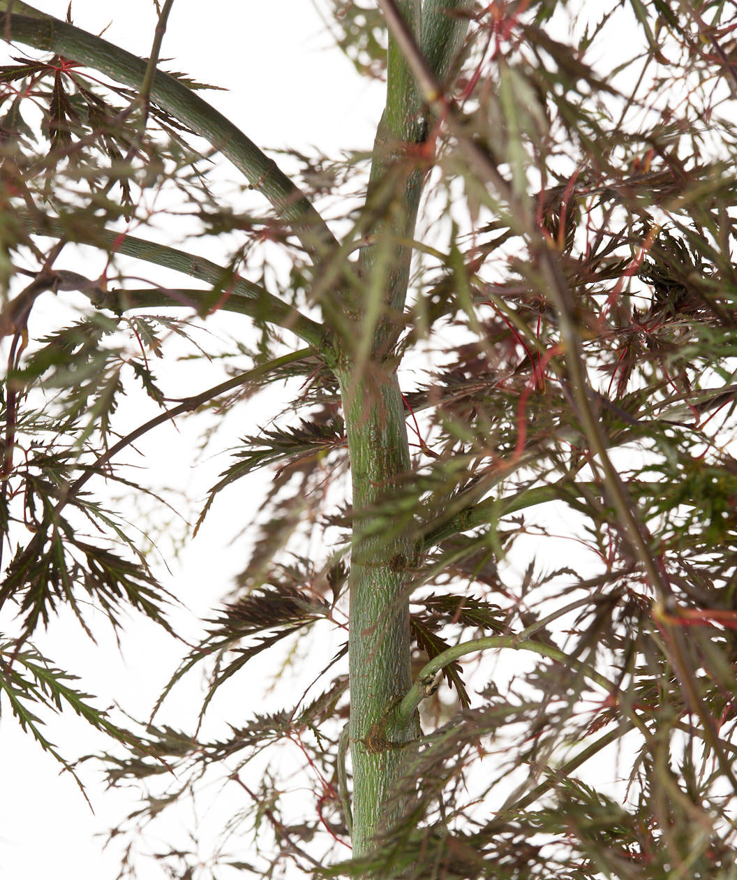 Close up of Tamukeyama Japanese Maple trunk, green slightly fissured trunk with weeping branches