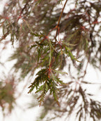 Close up of Tamukeyama Japanese Maple new growth, the red lace leaves start off dark green in color before turning to red later in the spring