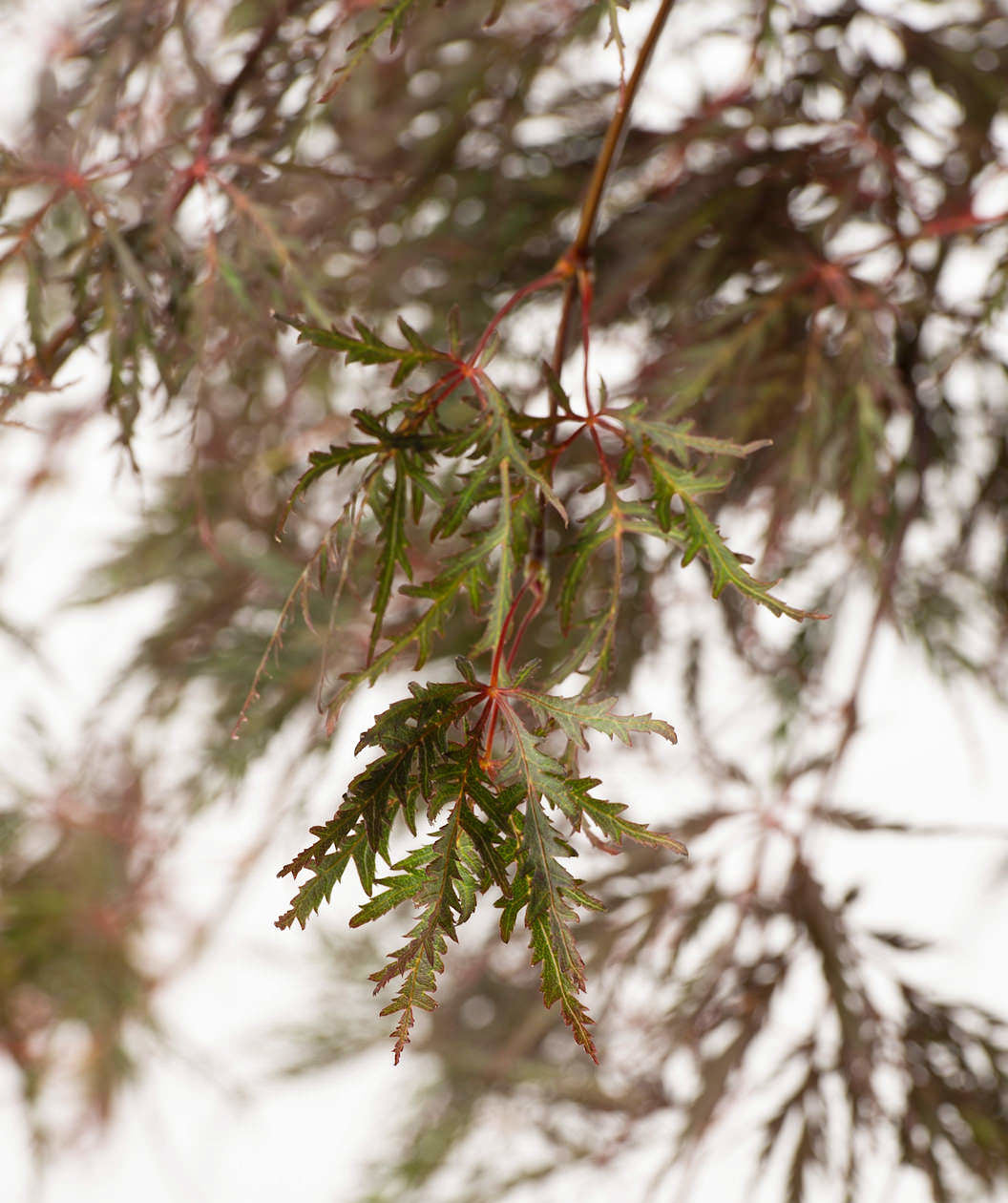 Close up of Tamukeyama Japanese Maple new growth, the red lace leaves start off dark green in color before turning to red later in the spring
