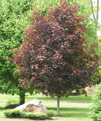 Crimson King Norway Maple planted in a landscape, outright growing tree with purple leaves that have hints of dark green