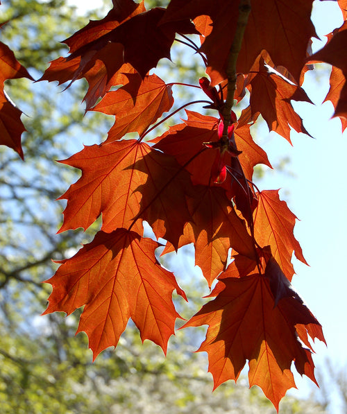 Crimson King Norway Maple leaves close up, lightly lobed leaves that are purple in color but appear orange with the sun illuminating them