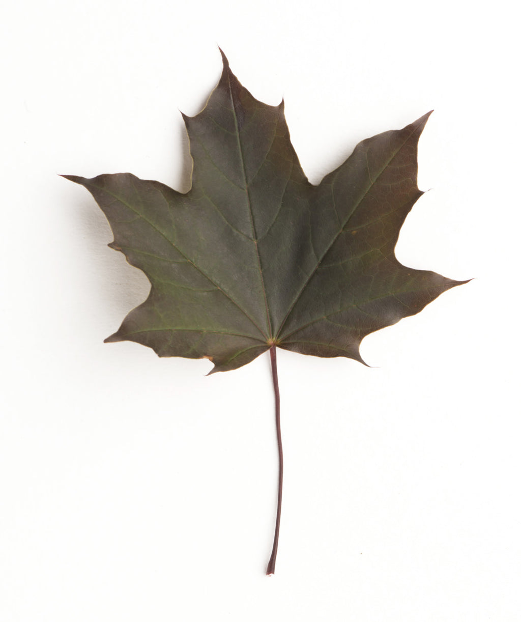 Crimson King Norway Maple leaf on white, lightly lobed purple leaf with hints of dark green