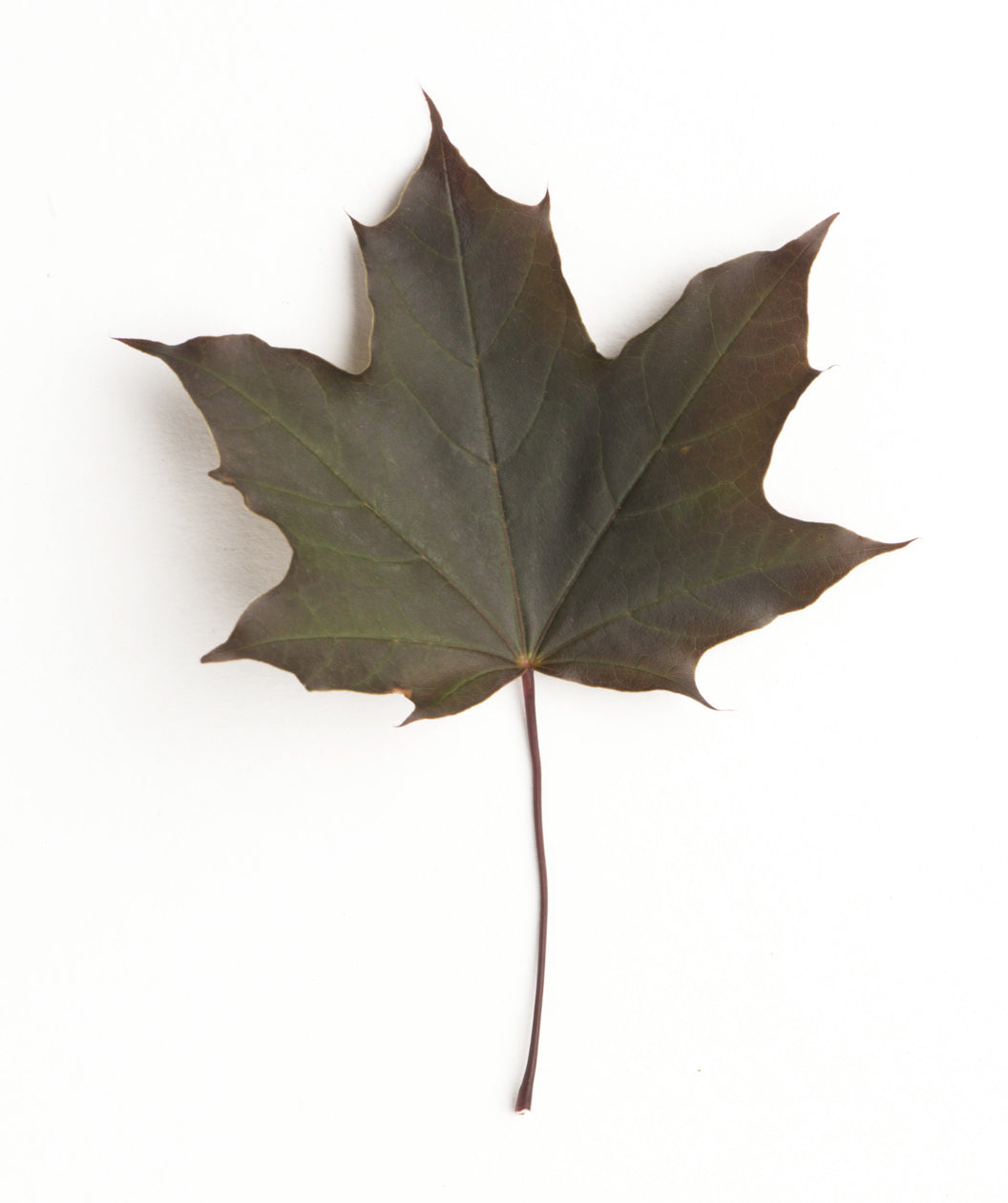 Crimson King Norway Maple leaf on white, lightly lobed purple leaf with hints of dark green