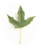 Drummond Norway Maple leaf on white, lobed green leaf with white edges on a light green stem