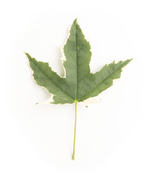 Drummond Norway Maple leaf on white, lobed green leaf with white edges on a light green stem