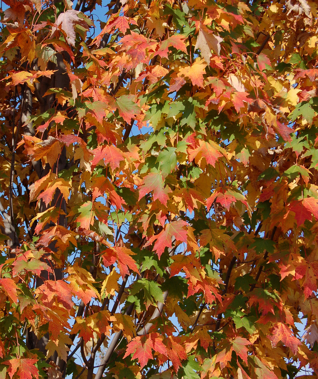 Close up of Armstrong Red Maple fall leaves, the green colored leaves of summer hang on while most of the leaves have started turning to hues of red, yellow, and orange in fall