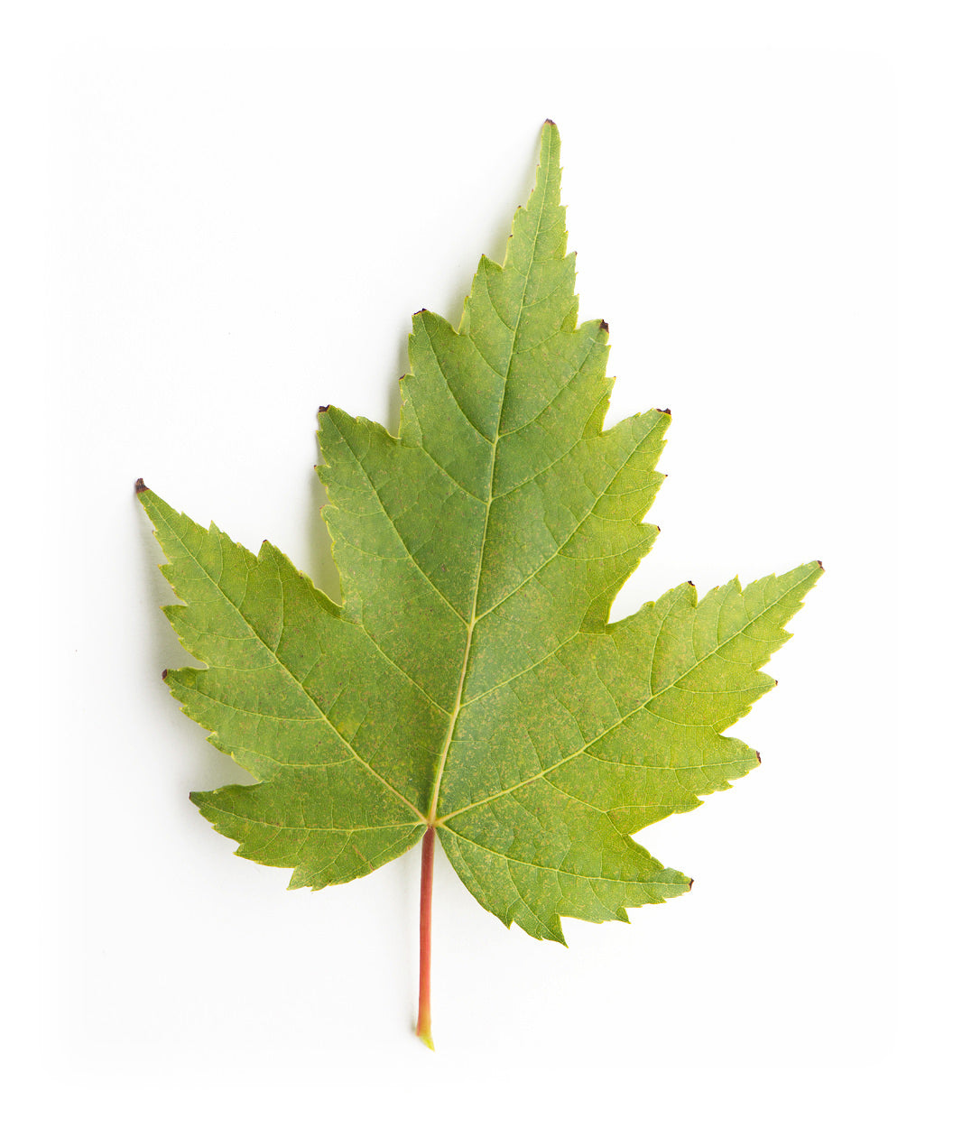 Armstrong Red Maple leaf on white, green lobed leaf with a red stem