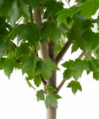 Close up of Sun Valley Red Maple leaves and trunk, green lobed leaves on a gray-brown colored trunk
