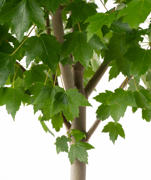 Close up of Sun Valley Red Maple leaves and trunk, green lobed leaves on a gray-brown colored trunk
