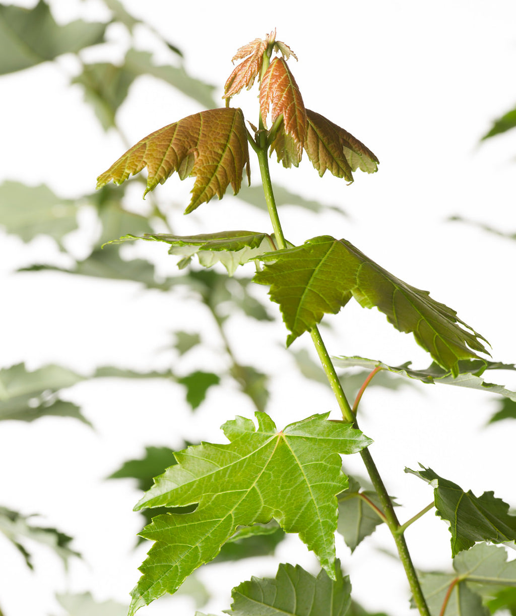 Close up of Sun Valley Red Maple new growth, new growth leaves are a green-orange color before turning fully green