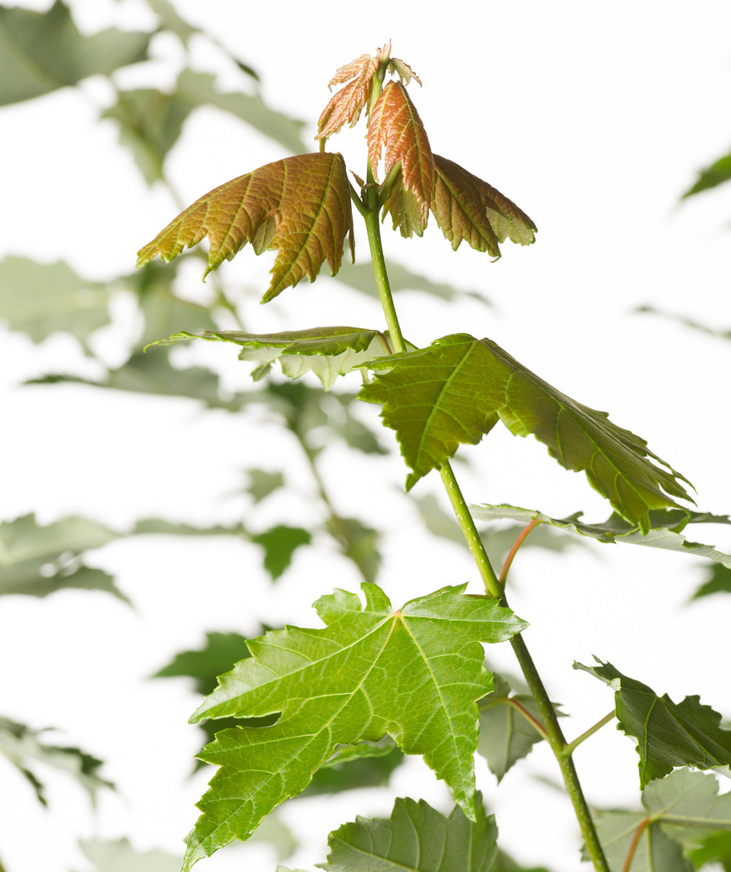 Close up of Sun Valley Red Maple new growth, new growth leaves are a green-orange color before turning fully green