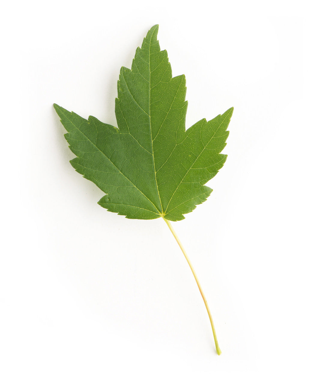 Sun Valley Red Maple Leaf product shot on white, green lobed leaf with a yellow stem