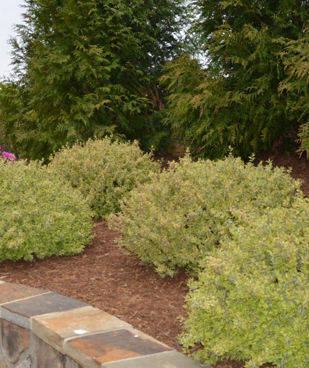 Several Radiance White Flowering Abelia growing in a landscape, rounded shrub with green leaves with yellow to white edges and small white flowers