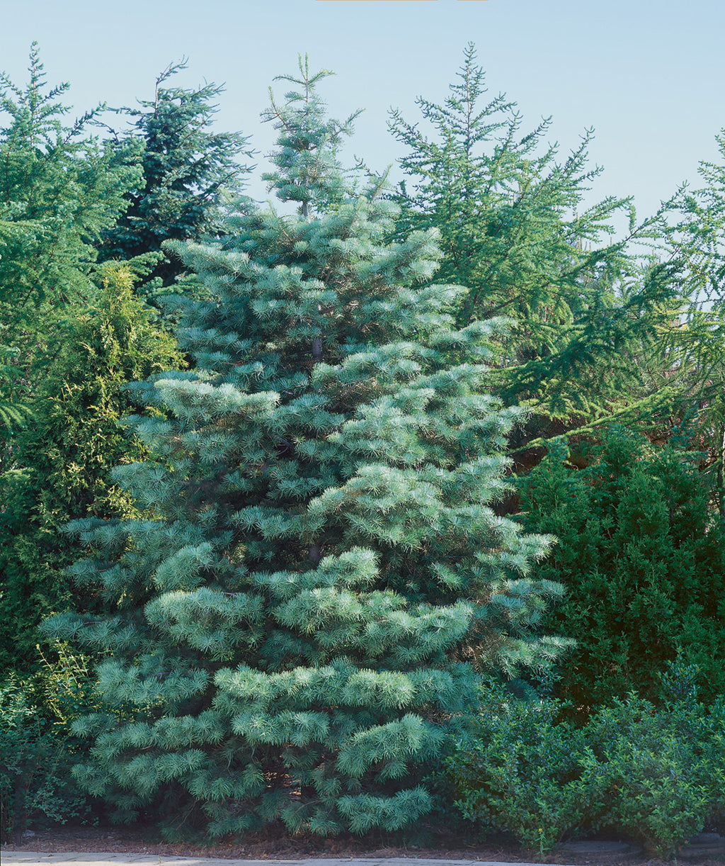 The grey-blue foliage of the pyramidal shaped-Concolor Fir popping against the green foliage behind it