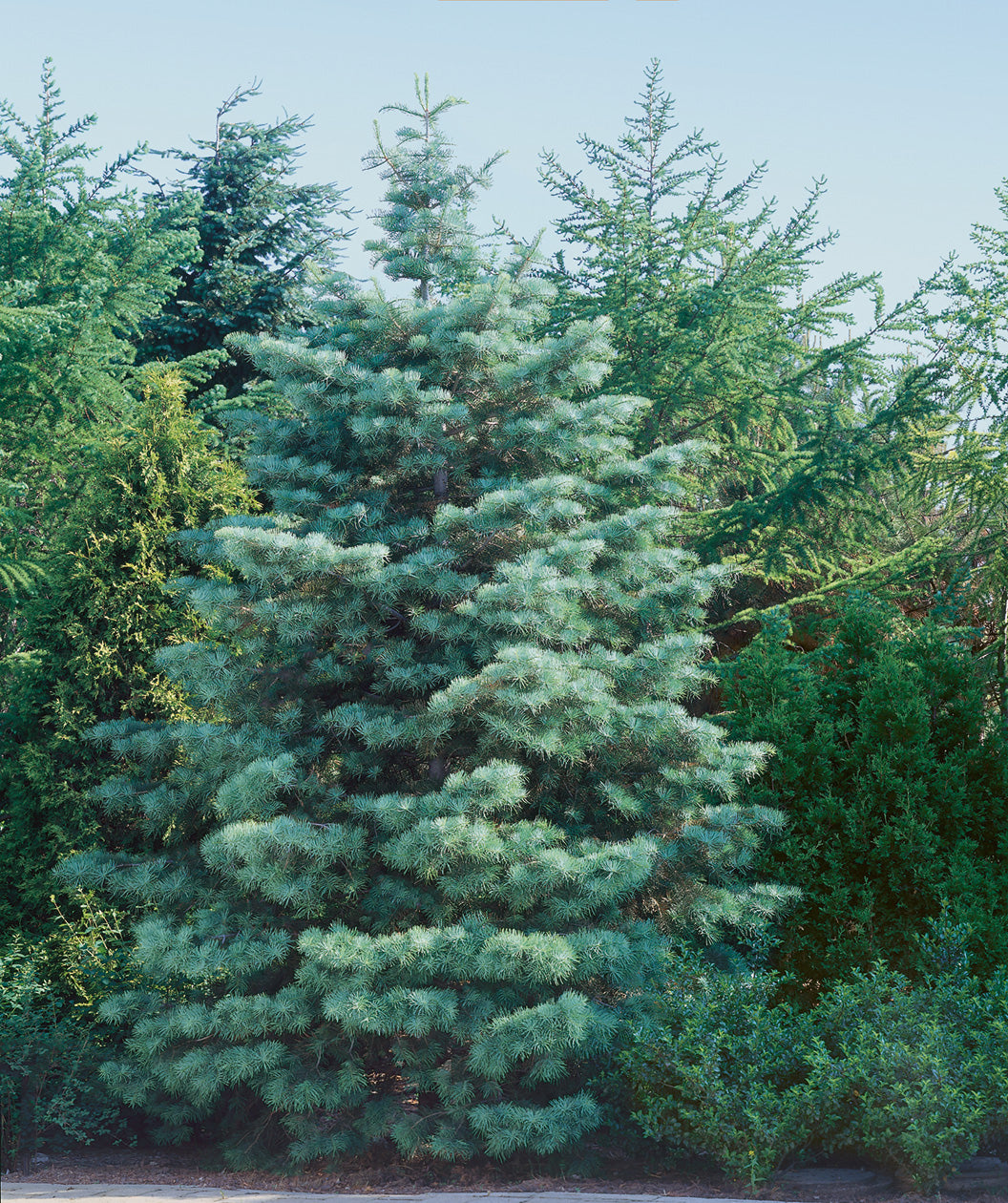 The grey-blue foliage of the pyramidal shaped-Concolor Fir popping against the green foliage behind it