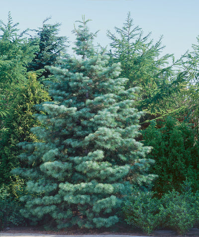 The grey-blue foliage of the pyramidal shaped-Concolor Fir popping against the green foliage behind it
