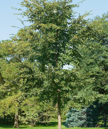 Accolade Elm planted in a landscape, mostly upright branching covered in round green serrated edged leaves on a brown fissured trunk