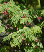 A close up of the green, deeply cut leaves belonging to the Fernleaf Full Moon Maple, showing off the bright red samaras (winged seed pods) and red stems