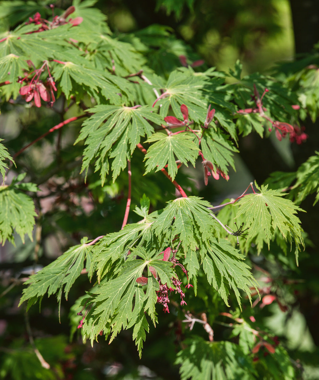 A close up of the green, deeply cut leaves belonging to the Fernleaf Full Moon Maple, showing off the bright red samaras (winged seed pods) and red stems