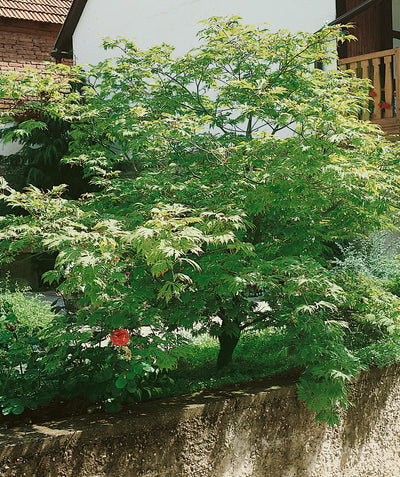 A Fernleaf Full Moon Maple planted along a concrete wall, covered in bright green leaves 